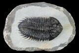 Coltraneia Trilobite Fossil - Huge Faceted Eyes #165843-3